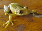 Tree frog (LJDS) 