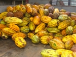 Fresh picked cacao pods