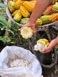 Opening pods and removing the beans