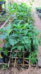 Some beans grow new cacao tree sprouts planted each May