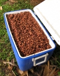 Natural sanitary fermenting in a washable cooler and drain
