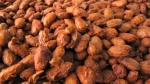 After fermenting, cacao beans are laid out in the sun to dry