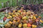 Nothing is wasted, cacao pods are used as compost