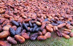 Drying takes about 1-2 weeks depending on sun strength