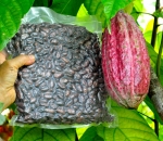 1 Kg Cacao vacuum pack