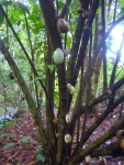 Wild cacao growing on LJDS for the monkeys to eat