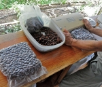Vacuum packing whole cacao beans